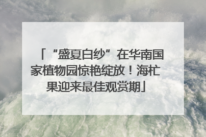 “盛夏白纱”在华南国家植物园惊艳绽放！海杧果迎来最佳观赏期