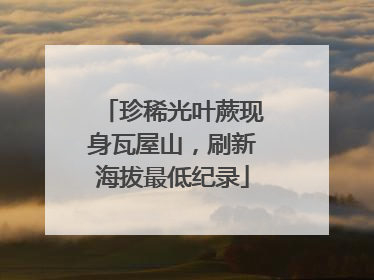 珍稀光叶蕨现身瓦屋山，刷新海拔最低纪录