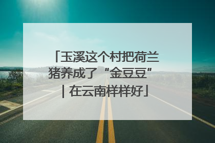 玉溪这个村把荷兰猪养成了“金豆豆”｜在云南样样好