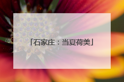 石家庄：当夏荷美