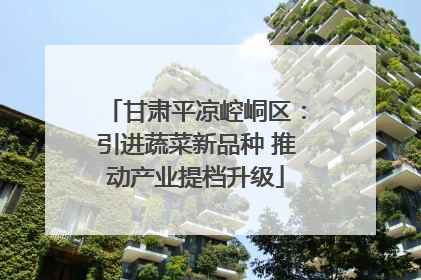 甘肃平凉崆峒区：引进蔬菜新品种 推动产业提档升级