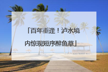 百年重逢！泸水境内惊现短序醉鱼草