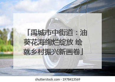 禹城市中街道：油葵花海绚烂绽放 绘就乡村振兴新画卷