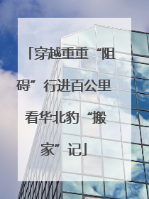 穿越重重“阻碍”行进百公里 看华北豹“搬家”记