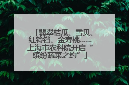 翡翠桔瓜、雪贝、红铃铛、金寿桃……上海市农科院开启“缤纷蔬菜之约”