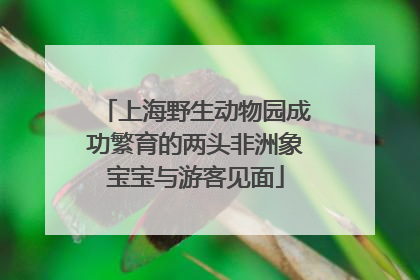 上海野生动物园成功繁育的两头非洲象宝宝与游客见面