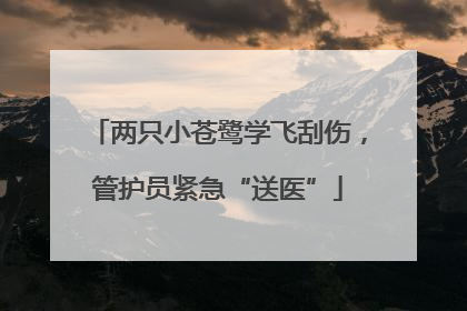 两只小苍鹭学飞刮伤，管护员紧急“送医”