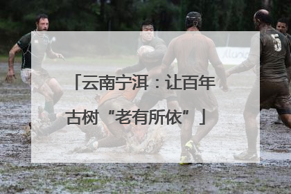 云南宁洱：让百年古树“老有所依”