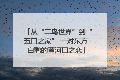 从“二鸟世界”到“五口之家” 一对东方白鹳的黄河口之恋