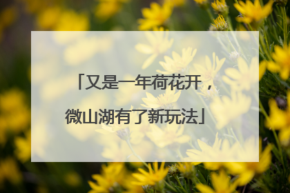 又是一年荷花开，微山湖有了新玩法