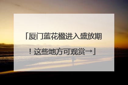 厦门蓝花楹进入盛放期！这些地方可观赏→