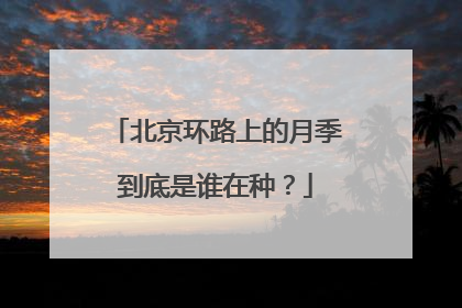 北京环路上的月季到底是谁在种？