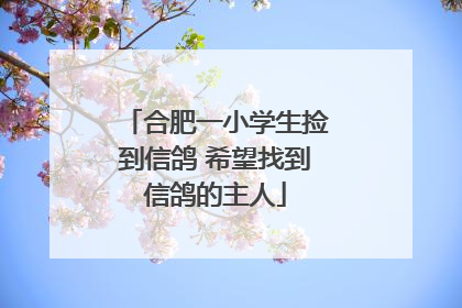 合肥一小学生捡到信鸽 希望找到信鸽的主人