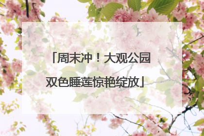 周末冲！大观公园双色睡莲惊艳绽放
