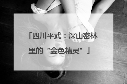 四川平武：深山密林里的“金色精灵”