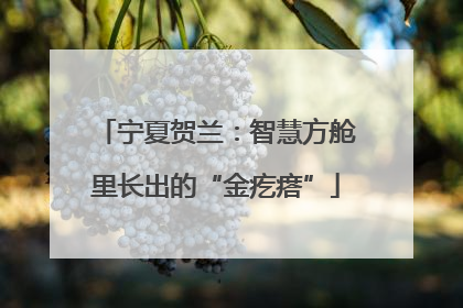 宁夏贺兰：智慧方舱里长出的“金疙瘩”