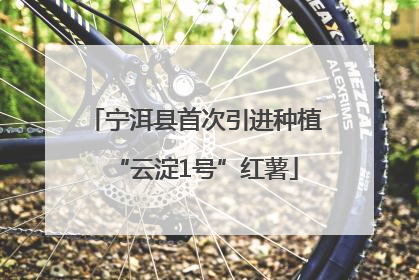 宁洱县首次引进种植“云淀1号”红薯
