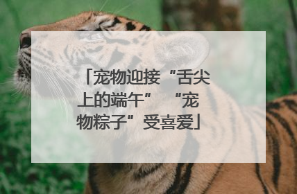 宠物迎接“舌尖上的端午” “宠物粽子”受喜爱