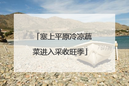 塞上平原冷凉蔬菜进入采收旺季