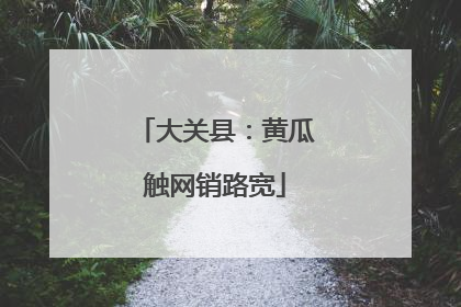 大关县：黄瓜触网销路宽