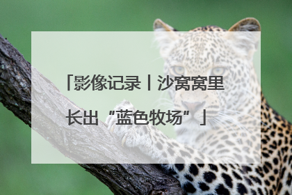 影像记录丨沙窝窝里长出“蓝色牧场”