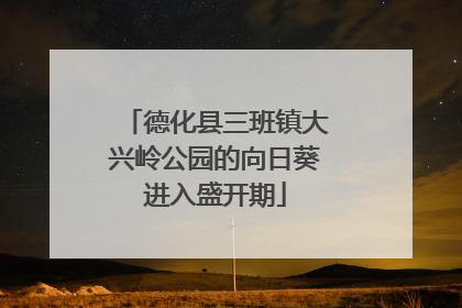 德化县三班镇大兴岭公园的向日葵进入盛开期