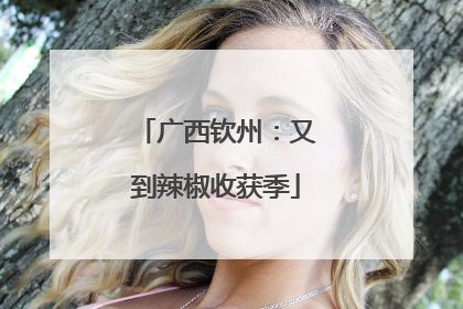 广西钦州：又到辣椒收获季