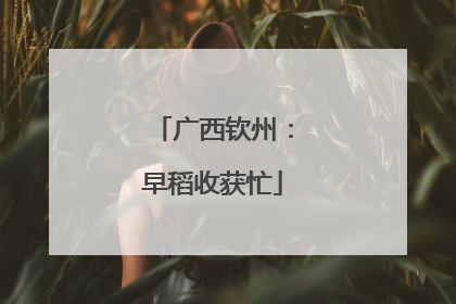 广西钦州：早稻收获忙
