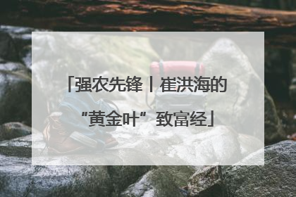 强农先锋丨崔洪海的“黄金叶”致富经