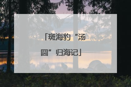 斑海豹“汤圆”归海记