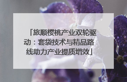 旅顺樱桃产业双轮驱动：套袋技术与精品路线助力产业提质增效