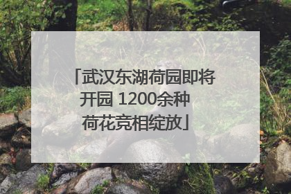 武汉东湖荷园即将开园 1200余种荷花竞相绽放