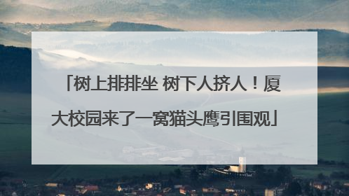 树上排排坐 树下人挤人！厦大校园来了一窝猫头鹰引围观