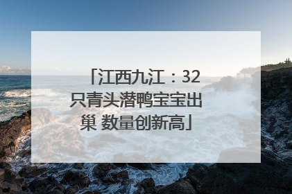江西九江：32只青头潜鸭宝宝出巢 数量创新高