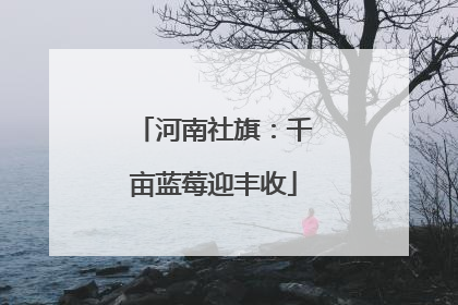 河南社旗：千亩蓝莓迎丰收