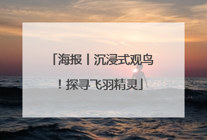 海报丨沉浸式观鸟！探寻飞羽精灵
