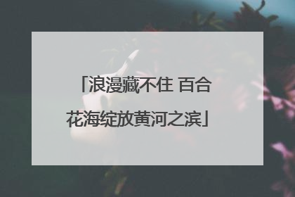 浪漫藏不住 百合花海绽放黄河之滨