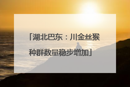 湖北巴东：川金丝猴种群数量稳步增加