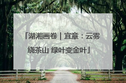 湖湘画卷｜宜章：云雾绕茶山 绿叶变金叶