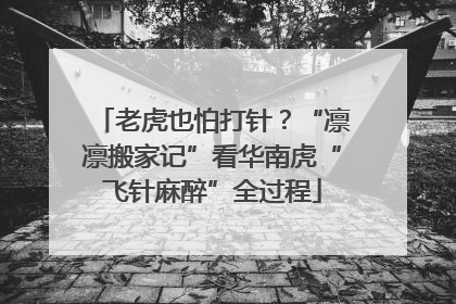 老虎也怕打针？“凛凛搬家记”看华南虎“飞针麻醉”全过程