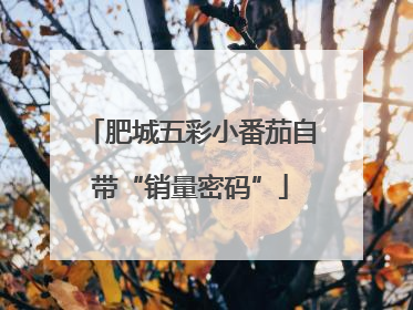 肥城五彩小番茄自带“销量密码”