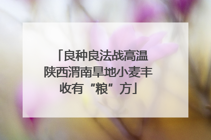 良种良法战高温 陕西渭南旱地小麦丰收有“粮”方