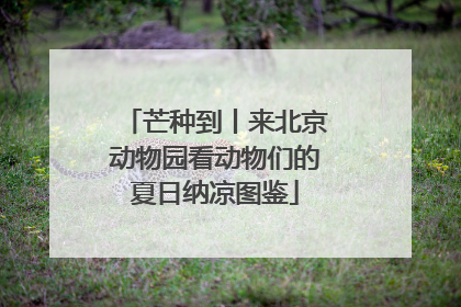 芒种到丨来北京动物园看动物们的夏日纳凉图鉴