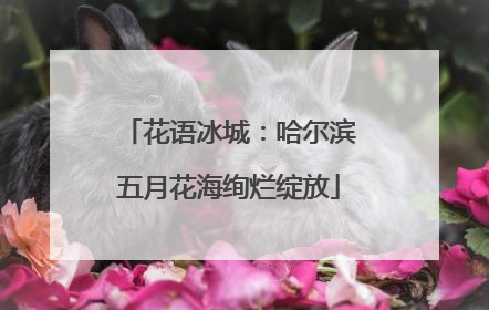 花语冰城：哈尔滨五月花海绚烂绽放