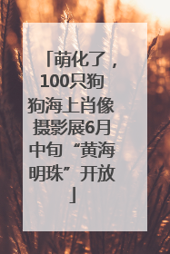 萌化了，100只狗狗海上肖像摄影展6月中旬“黄海明珠”开放