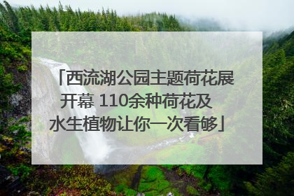 西流湖公园主题荷花展开幕 110余种荷花及水生植物让你一次看够