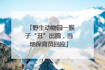 野生动物园一猴子“丑”出圈，当地保育员回应
