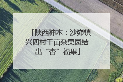 陕西神木：沙峁镇兴四村千亩杂果园结出“杏”福果