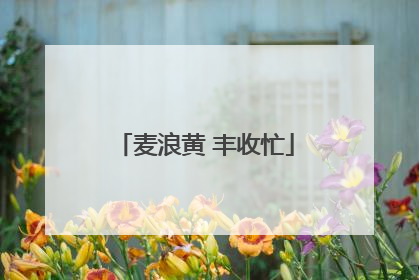 麦浪黄 丰收忙