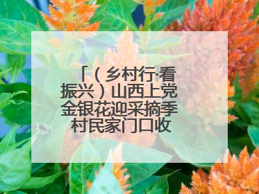（乡村行·看振兴）山西上党金银花迎采摘季 村民家门口收获“致富花”